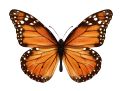 National Learn About Butterflies Day